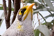 Yellow-throated Miner (Manorina flavigula)